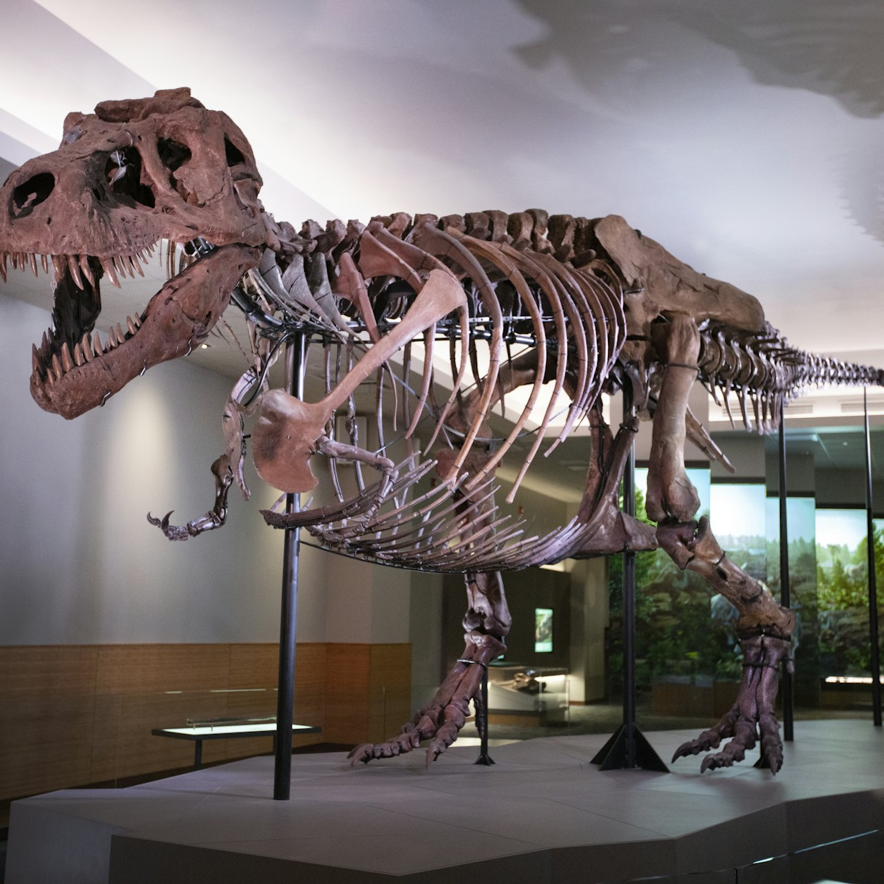 Discover colossal T. Rex skeletons and ancient artifacts inviting exploration of natural history's wonders across diverse exhibitions perfect for adding a unique experience to your Chicago adventure.